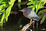 Green Heron